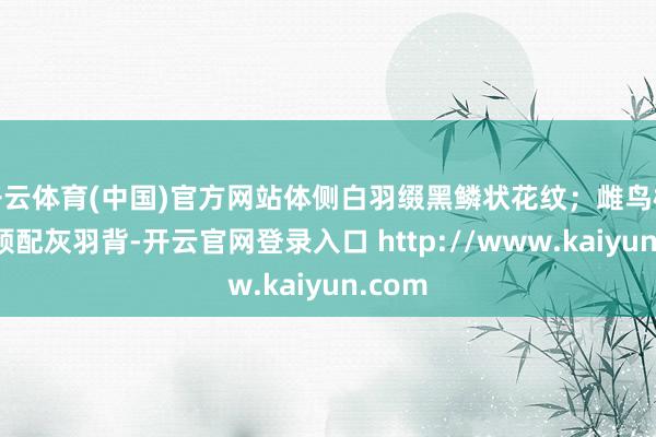 开云体育(中国)官方网站体侧白羽缀黑鳞状花纹；雌鸟棕褐头颈配灰羽背-开云官网登录入口 http://www.kaiyun.com